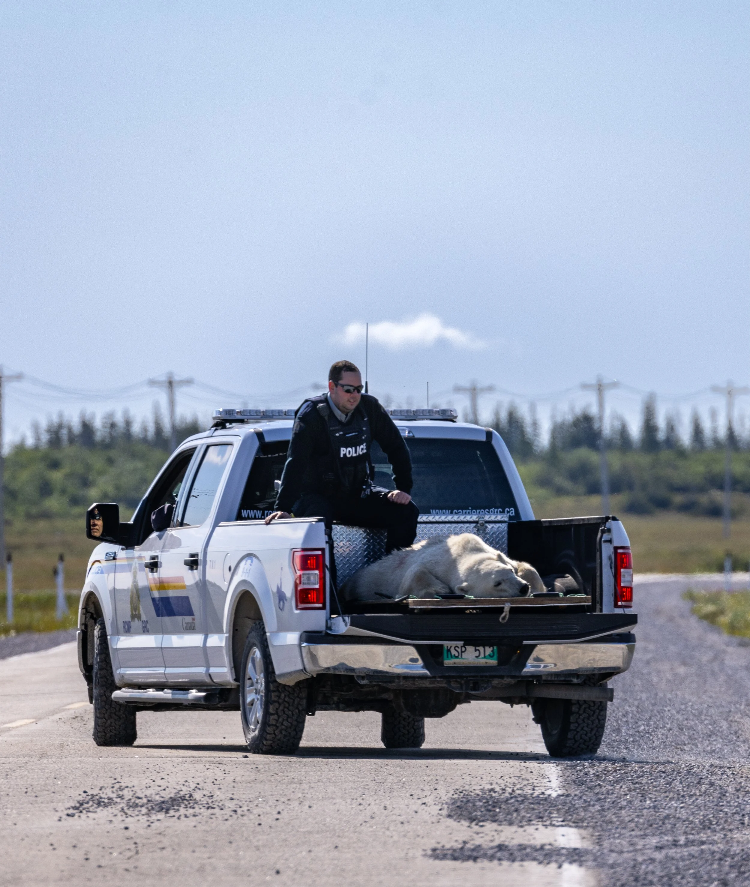 polar bears canada — Wildlife Expeditions & Photography Adventures